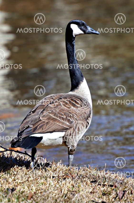 Goose at Waters Edge