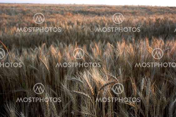 golden wheat field