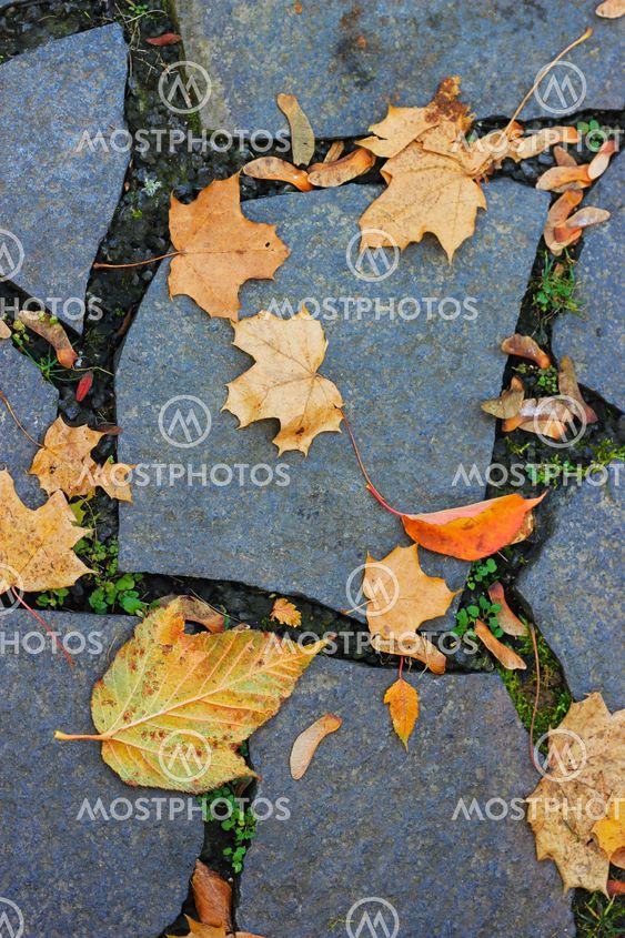 Leaves lie on a paved road