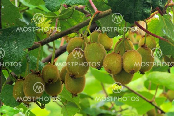 Kiwi am Strauch - kiwi on bush 02