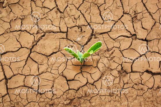 Plant in dried cracked mud