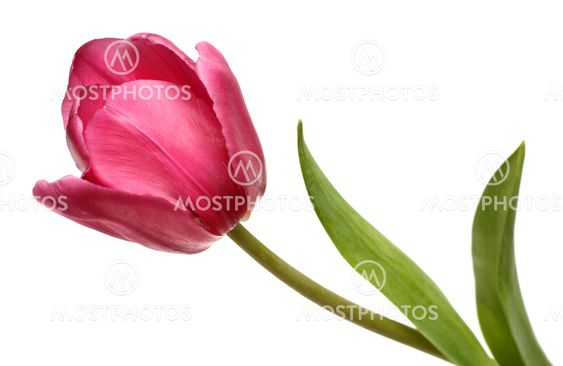 red blossom tulip close-up