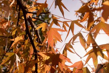 red amber tree in the autumn season in sunny weather