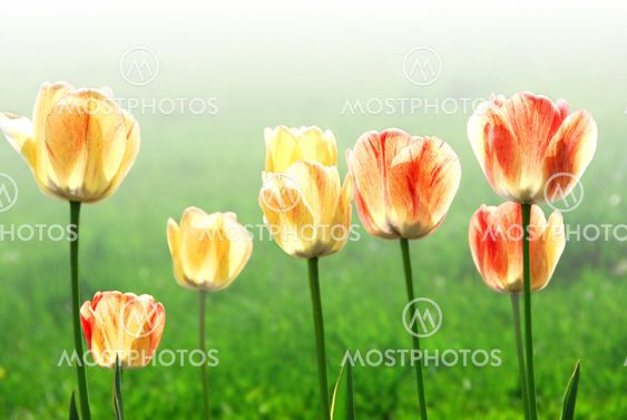 Tulips