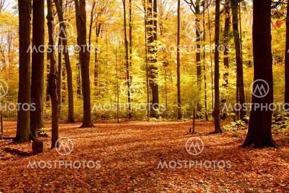 Fall forest landscape