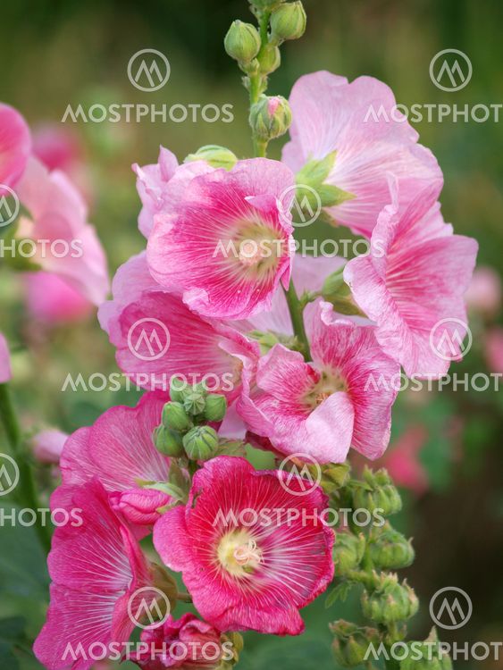 Hollyhock (Althaia rosea!) kukkia Pink