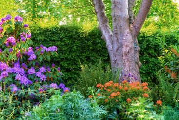 Nature, outdoor and flowers in bloom at park with color,...