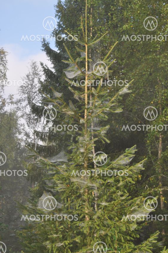 nature's Christmas tree