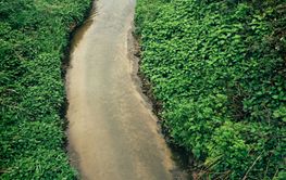 Lush green stinging nettle growing by the water creek