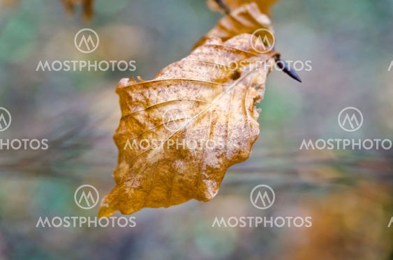 gold-leaf