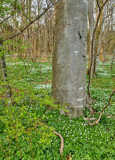 Meadow, woods or flowers with trees in natural green...