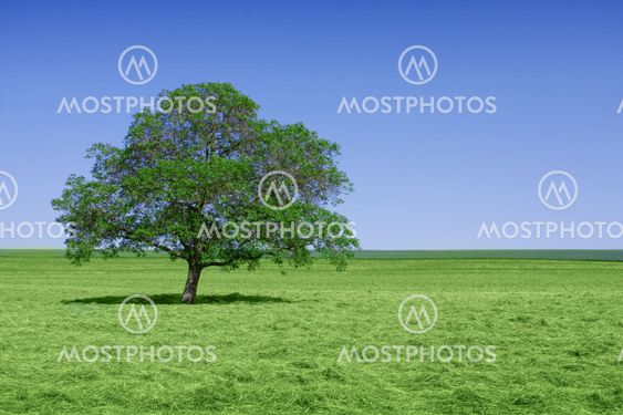 Lone green tree in nature