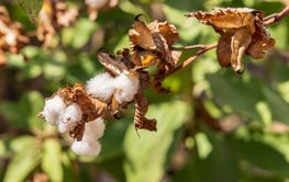 Cotton plant closeup