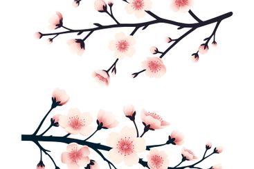 Cherry blossom branches adorned with soft pink flowers...