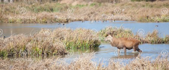 Deer in Salburua, Vitoria, Alava, Spain