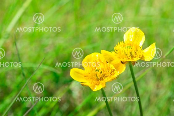 Yellow flower and green meadow