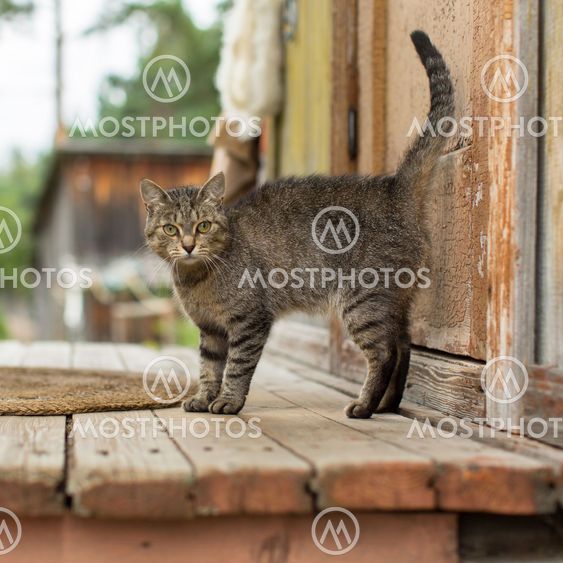 Cat on the porch of a village house.