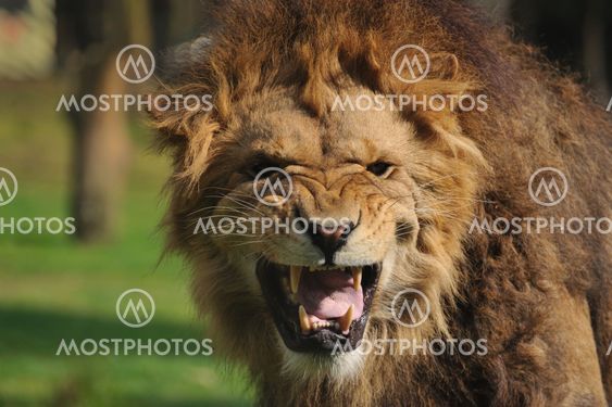 Angry lion