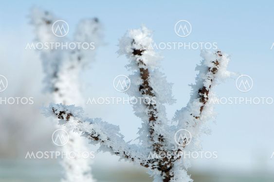 Snöiga trädstammar