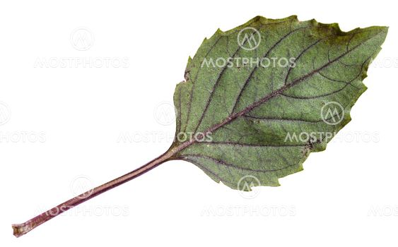 back side fresh leaf of purple basil herb