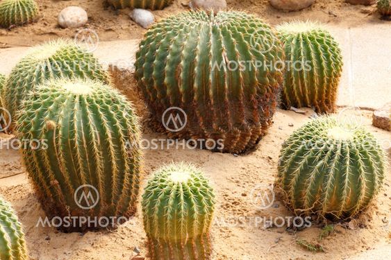 Detail of cactus growing