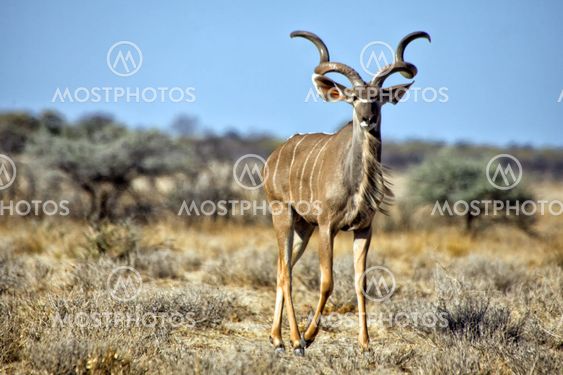 a grand kudu in etosha national park namibia
