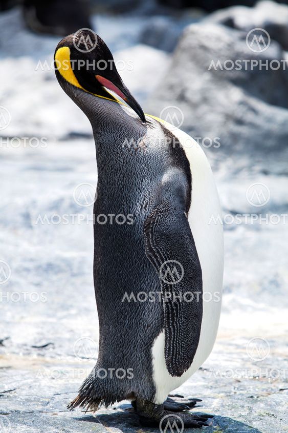 King penguins