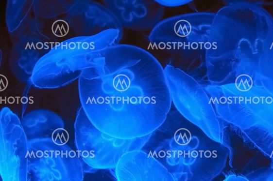 jellyfish