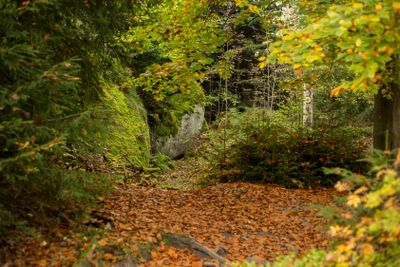 Autumn in the forest