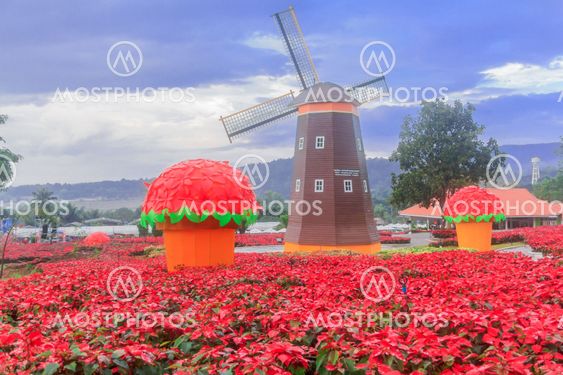 Red Poinsettia and Wind turbine