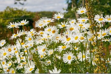 Nature, daisy or flowers on field in countryside, meadow...