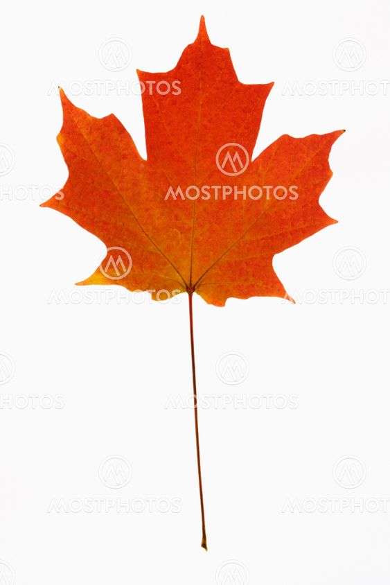 Red Maple leaf on white.