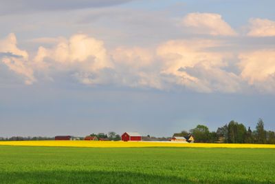 Rape field and wheat field