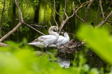 Beautiful white swans preen their feathers, drink water...