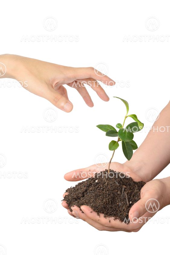 threaten young tree with soil