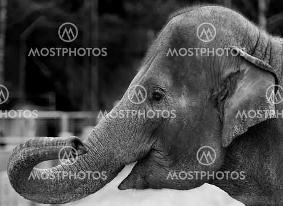 Portrait of an elephant