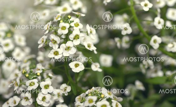 Little white Lobularia Maritima flowers