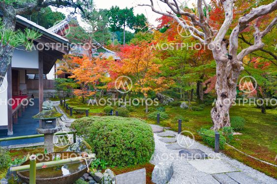 Japanese red maple tree during autumn in garden at Enkoji temple in Kyoto, Japan