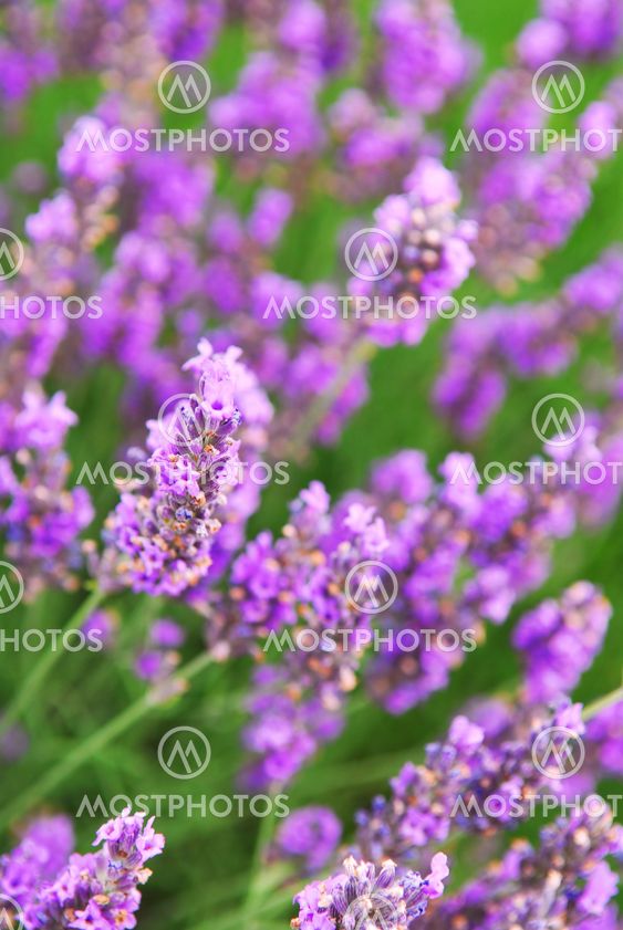 Lavender
