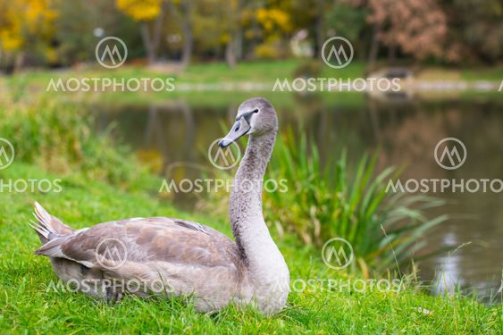 Swan lying on a green meadow in the Park.
