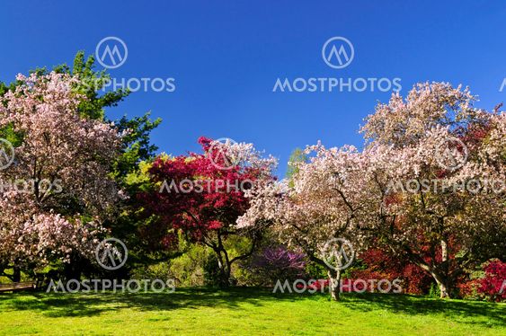 Blooming fruit trees in spring park