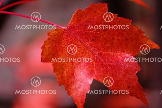 Red Maple Leaf