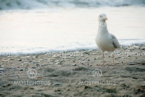Seagull on The Black Sea seaside