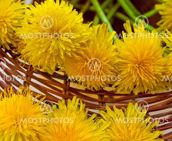 Closeup of dandelions in a wattled basket