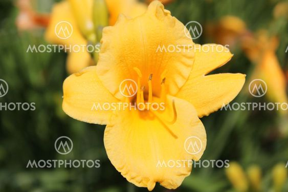 Yellow Flower