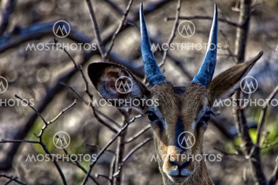 black-faced Impala in Etosha National Park