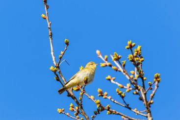 Warbler bird on a tree branch with leaf buds
