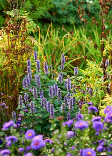 Purple flowers, lavender and foliage with leaves in...