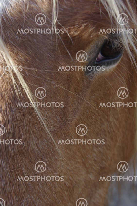 Regard d'un cheval de traie