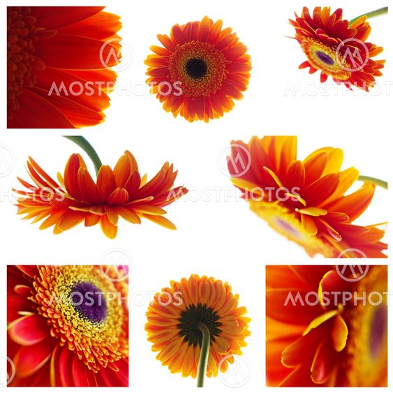 Set of gerbera flowers isolated on white